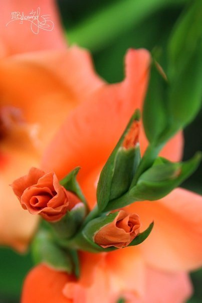 Фотовиставка Тетяни Должко